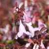Abelia Pinky Bells -Plantes de jardin Abelia Pinky Bells Noble 83904 1