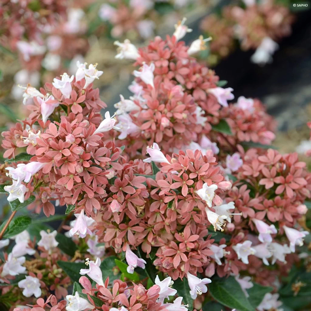 Abelia Raspberry Profusion 3 Abelia Raspberry Profusion