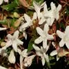 Abelia Grandiflora Sherwood -Plantes de jardin Abelia grandiflora Sherwood 1000132 1