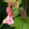 Abutilon Pink Charm -Plantes de jardin Abutilon Pink Charm V 18700 1