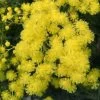 Mimosa - Acacia Dealbata -Plantes de jardin Acacia dealbata 84794 1