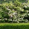 Actinidia Kolomikta Adam - Kiwi D'ornement Mâle