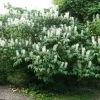Aesculus Parviflora - Pavier Blanc -Plantes de jardin Aesculus parviflora ld wlcutler 781554 1