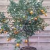 Calamondin - Citrus Madurensis (mitis) -Plantes de jardin Agrume Calamondin 79065 1