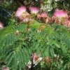 Albizia Julibrissin Rosea - Arbre à Soie Rose -Plantes de jardin Albizia julibrissin Rosea 87575 1