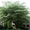 Aralia Elata Silver Umbrella (Variegata) - Angélique En Arbre -Plantes de jardin Aralia elata Silver Umbrella Variegata 83943 1