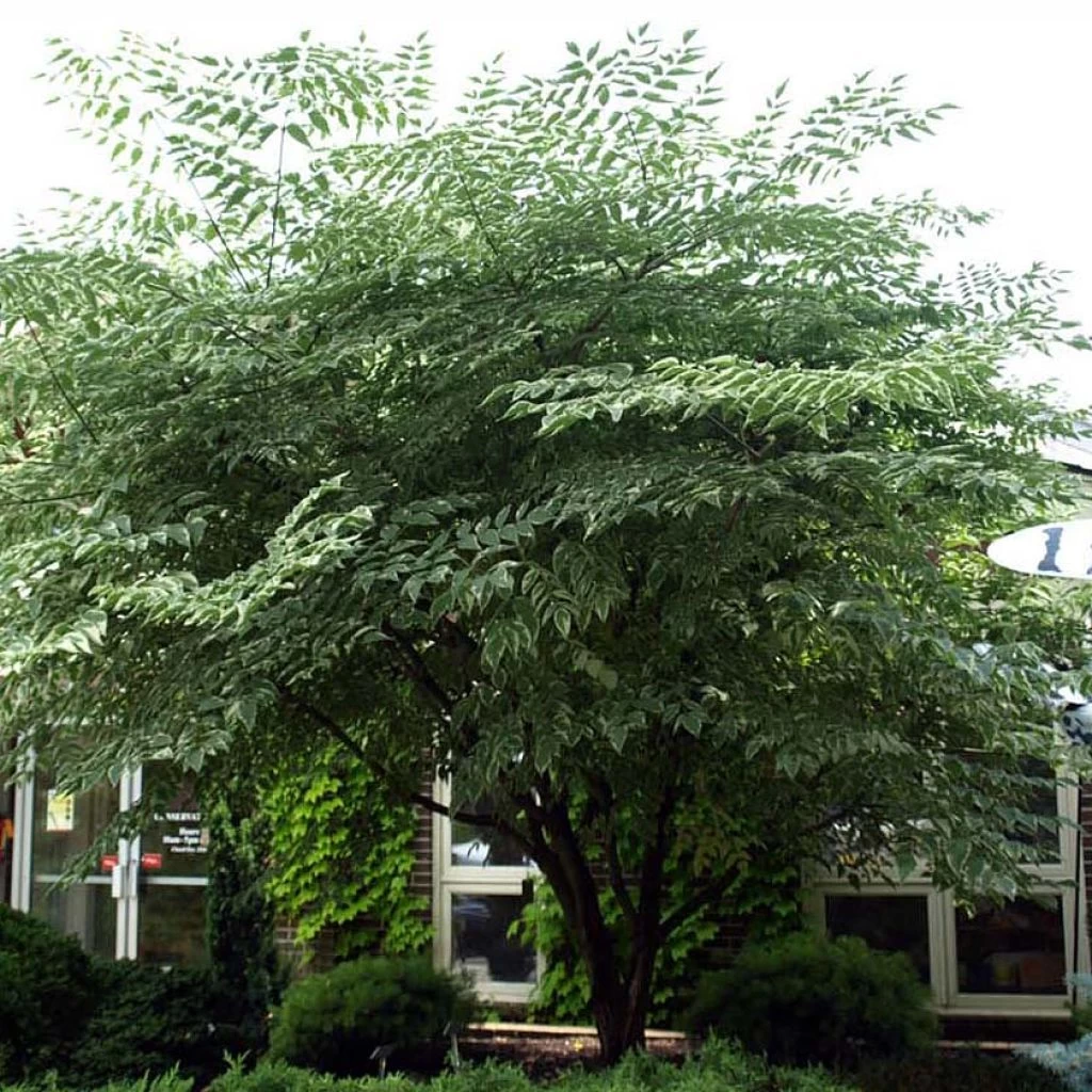 Aralia Elata Silver Umbrella (Variegata) - Angélique En Arbre 3 Aralia Elata Silver Umbrella (Variegata) - Angélique En Arbre