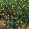 Arbutus Unedo Atlantic - Arbousier -Plantes de jardin Arbutus unedo 82783 1