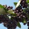 Aronia Prunifolia Nero - Aronie à Gros Fruits. 1 Aronia Prunifolia Nero - Aronie à Gros Fruits. -Plantes de jardin Aronia prunifolia Nero 85481 1