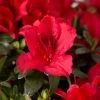 Azalée Hybride ENCORE Autumn Fire -Plantes de jardin Azalea Encore Autumn Fire 88765 1