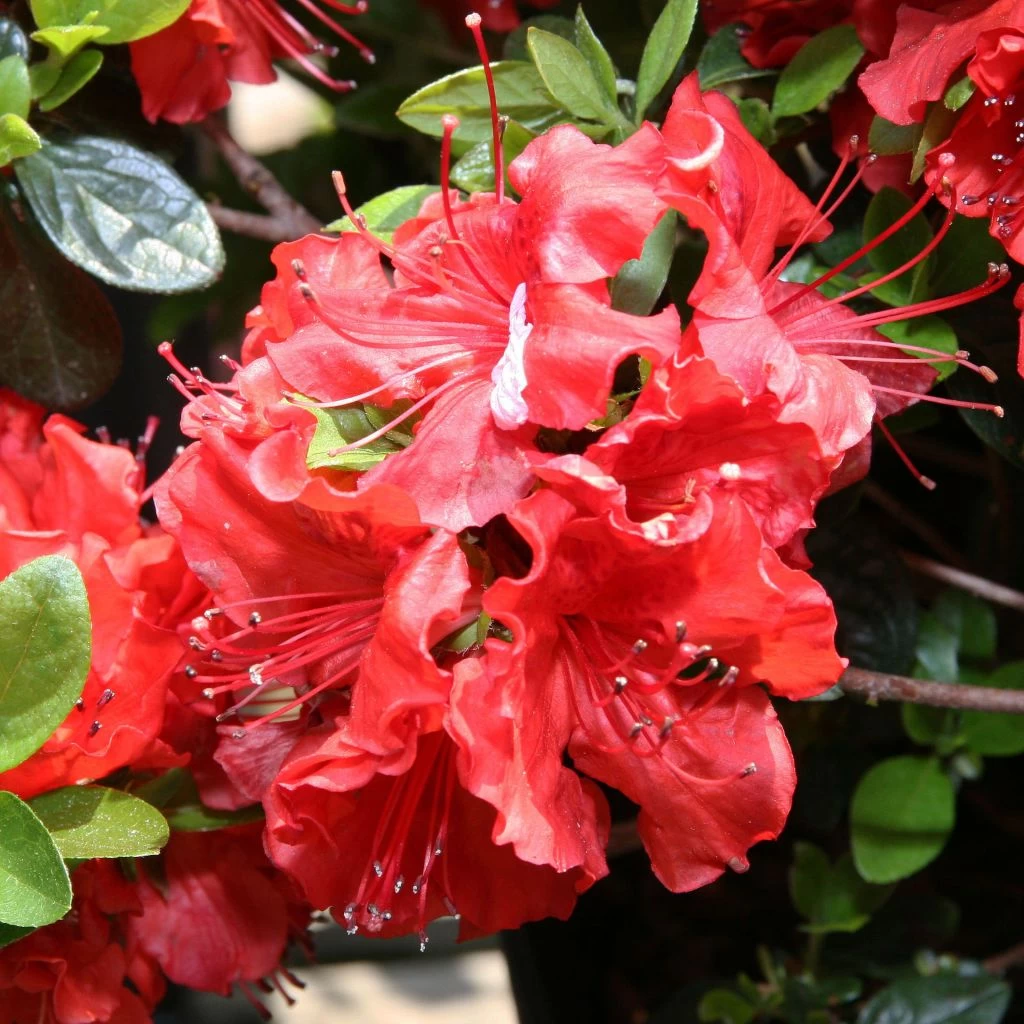 Azalée Japonaise Hot Shot 3 Azalée Japonaise Hot Shot