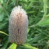 Banksia Serrata 2 Banksia Serrata -Plantes de jardin Banksia serrata IF 16629 1