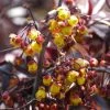 Berberis Thunderbolt® - Epine-vinette -Plantes de jardin Berberis Thunderbolt 85469 1
