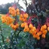 Berberis Lologensis Apricot Queen - Epine-vinette. 1 Berberis Lologensis Apricot Queen - Epine-vinette. -Plantes de jardin Berberis lologensis Apricot Queen 83956 1
