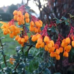 Berberis Lologensis Apricot Queen - Epine-vinette.