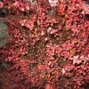 Berberis Thunbergii Fireball - Epine-vinette -Plantes de jardin Berberis thunbergii Fireball 781669 1