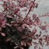 Berberis Thunbergii Rosy Glow 1 Berberis Thunbergii Rosy Glow -Plantes de jardin Berberis thunbergii Rosy glow 7516 1