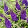 Buddleja Davidii Butterfly CandyLittle Purple - Arbre Aux Papillons Nain -Plantes de jardin Buddleja Butterfly Candy Little Purple copyright 17555 1