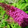 Buddleja Davidii Sugar Plum - Arbre Aux Papillons 1 Buddleja Davidii Sugar Plum - Arbre Aux Papillons -Plantes de jardin Buddleja davidii Sugar Plum 83973 1