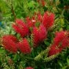 Callistemon (x) Laevis -Plantes de jardin Callistemon x laevis 83242 1