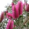 Callistemon Citrinus Mauve Mist - Rince Bouteille -Plantes de jardin Callistemon citrinus Mauve Mist 87064 1