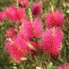 Callistemon Viminalis Hot Pink – Rince Bouteille -Plantes de jardin Callistemon viminalis Hot Pink 82330 2