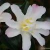 Camelia D'automne - Camellia Sasanqua Frosted Star -Plantes de jardin Camelia Frosted Star 81385 1