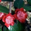 Camélia Lipstick - Camellia Japonica -Plantes de jardin Camelia Lipstick Camellia japonica 83892 1