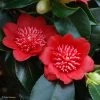Camelia Bob's Tinsie - Camellia Japonica -Plantes de jardin Camellia Bob s Tinsie 85273 1