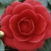 Camélia Coquetti - Camellia Japonica -Plantes de jardin Camellia Coquetti 85275 1