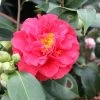 Camélia Blood Of China - Camellia Japonica