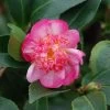 Camélia D'automne - Camellia Sasanqua Choji Guruma -Plantes de jardin Camellia sasanqua Choji Guruma 0566002 1