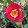 Camélia D'automne - Camellia Sasanqua Yuletide