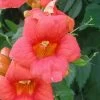 Campsis Radicans - Bignone De Virginie -Plantes de jardin Campsis Radicans ld CarlELewis 681339 1