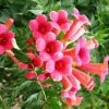 Campsis Radicans Flamenco - Bignone De Virginie -Plantes de jardin Campsis radicans Flamenco 681442 1