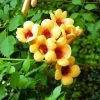 Campsis Radicans Judy - Bignone De Virginie -Plantes de jardin Campsis radicans Judy 681443 1