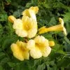 Campsis Radicans Yellow Trumpet (= Flava) - Bignone De Virginie