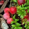 Canneberge Early Black - Vaccinium Macrocarpon - Cranberry -Plantes de jardin Canneberge Early Black 78040 1