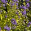 Caryopteris Incana Sunny Blue - Spirée Bleue, Barbe Bleue -Plantes de jardin Caryopteris incana Sunny Blue Spiree bleue Barbe bleue copyright 18288 1