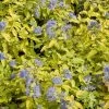 Caryopteris Incana Sunshine Blue - Barbe-bleue, Spirée Bleue