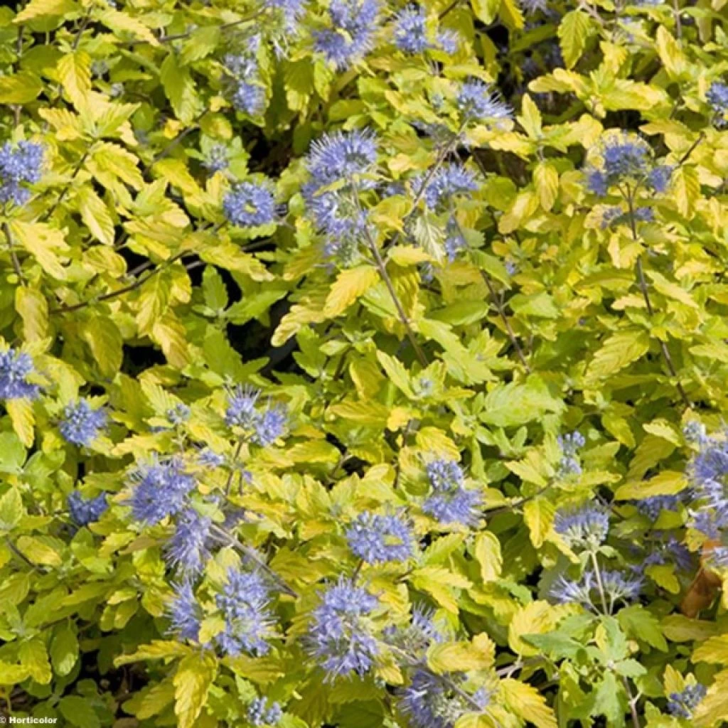 Caryopteris Incana Sunshine Blue - Barbe-bleue, Spirée Bleue 3 Caryopteris Incana Sunshine Blue - Barbe-bleue, Spirée Bleue