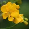 Cassia Floribunda - Senné -Plantes de jardin Cassia floribunda 83252 1