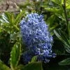 Céanothe Burkwoodii -Plantes de jardin Ceanothus Burkwoodii 87736 1