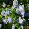 Ceanothus Arboreus Concha - Lilas De Californie -Plantes de jardin Ceanothus arboreus Concha 82192 1