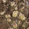 Chimonanthus Praecox Grandiflorus -Plantes de jardin Chimonanthus praecox Grandiflorus 82345 1