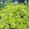 Choisya Goldfinger - Oranger Du Mexique -Plantes de jardin Choisya Goldfinger 781508 1