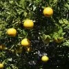 Citrus Ichangensis - Ichang Papeda -Plantes de jardin Citrus ichangensis 83267 1