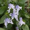 Clematite - Clematis Integrifolia Twinkle -Plantes de jardin Clematis integrifolia Twinckle Zotwi 81362 1