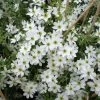 Clématite - Clematis Early Sensation -Plantes de jardin Clematite Clematis Early Sensation IF 7715694 1