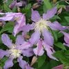 Clématite - Clematis Diversifolia East River -Plantes de jardin Clematite Clematis diversifolia East River IF 16593 1